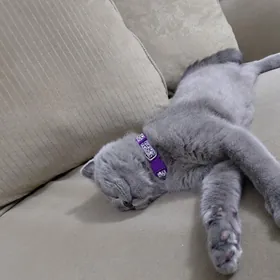 Вислоухая кошка