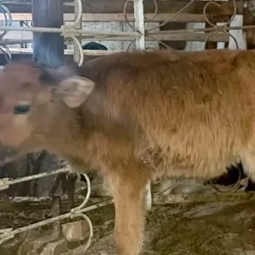 Şiwes göle öküzçe