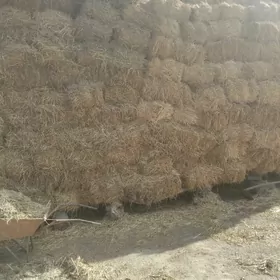 бугдай саман