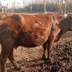 Krasny stipnoy sygyr.