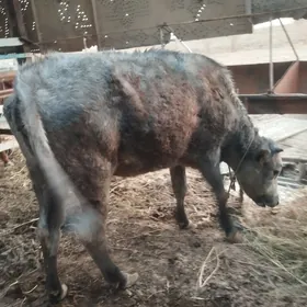 bogaz.gulajyn.gulajyn.goleler.