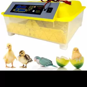 inkubator 48 инкубат