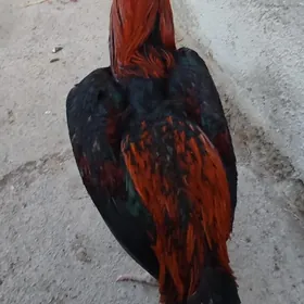 байсов хораз