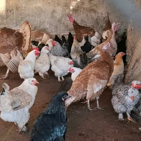 induk,sisarka,horaz,guss,ordek