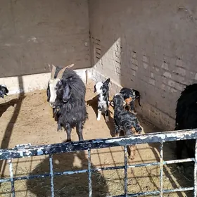 Ekiz owlakly Geçi 12.500 milÿo