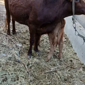 саглык сыгыр