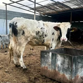 GALLANDSKI SIMENTAL ÖKÜZ