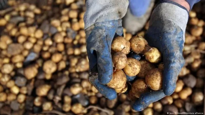 В Берлине бесплатно раздают 4 миллиона кг картошки