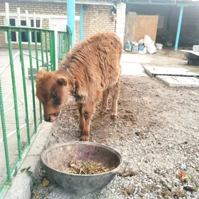 7 aylyk tuwe 3 aylyk okuz