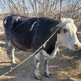 GIBIRIT GOLELI SYGYR.