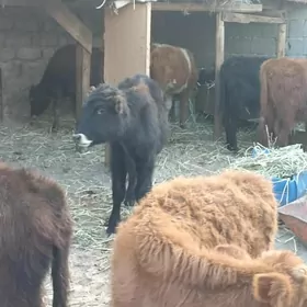 öküzçe tüwe öküz göle