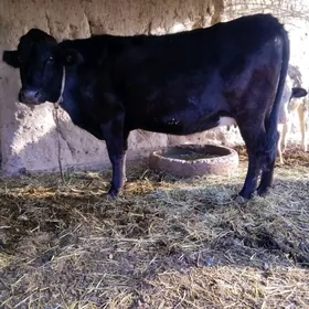 Corny pyostyr sygyr bogaz