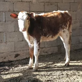 Gibrit simintal tüwe