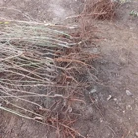 süŷji mindal(badam)