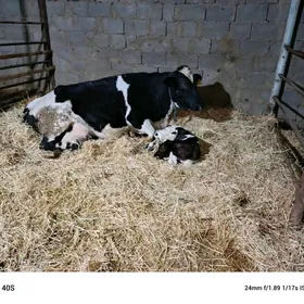 Göleli sygyr gibirit