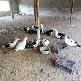 Towuklar Induklar we Indautga