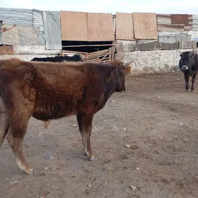 3 yaşap geçen okuz