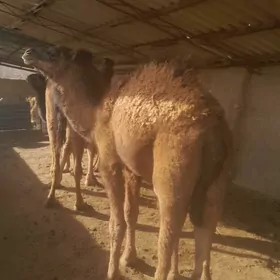 gowy  torum  mesele. yok