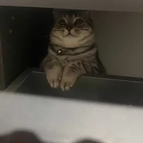 Britanskiy Wislouhiy