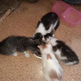 В добрые руки.