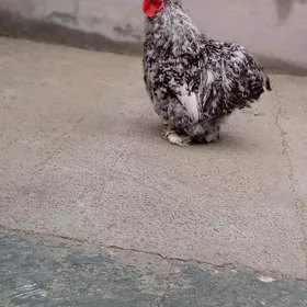 kohinhin karlik 🧿