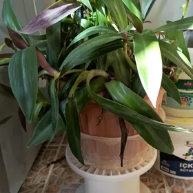 Горшок с цветами