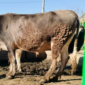 Arassa Gibrit bogoz sygyr