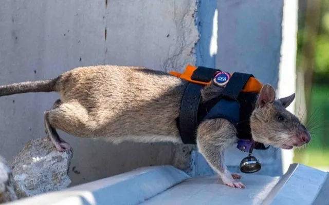 Antalýada ýumrulan binalaryň aşagyndan adamlar üýtgeşik «gahrymanlaryň» - alakalaryň kömegi bilen gözlener