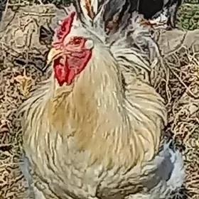 Brama horaz   Брама хораз