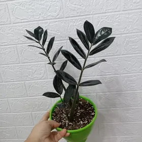 ЗАМИОКУЛЬКАС