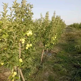 Satlyk yer gekdar 30 miweçilik