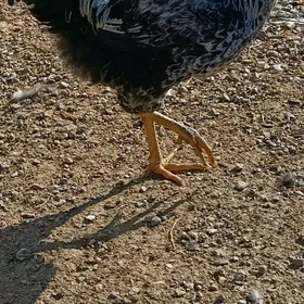 продажа кур