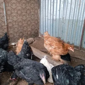 Гигант Броллер Хоразлар