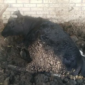 Bakylan Gulojun we sygyr