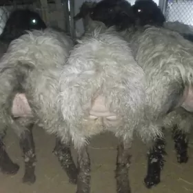 goyun, issek,garakol