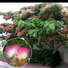 Kanada palmasy Albissiýa