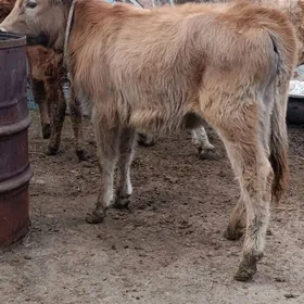 şwes yerli tohum tuwe