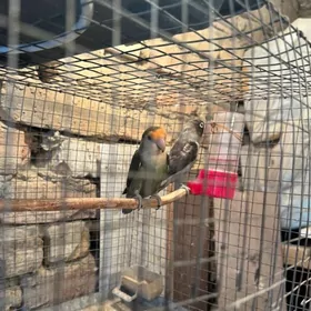 Nerazuçnik -Razella urkacy