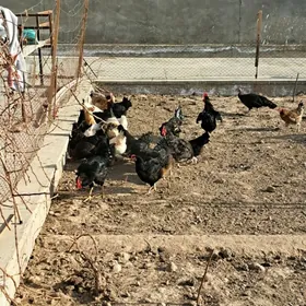 инкубатор учин юмуртга