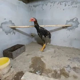 TASKENT HORAZ JUŸJE