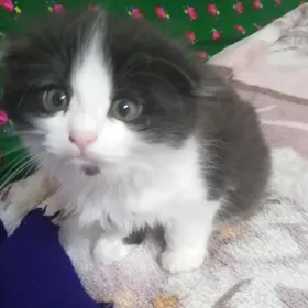 Шотландский вислоухий котенок