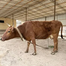 Богоз сыгыр