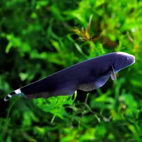 Чёрный принц