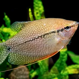 Жемчужные гурами