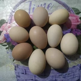 Paroda Tawuk yumurtga