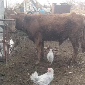 abmen bogaz sygyr bilen