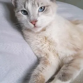 домашняя кошка в добрые руки