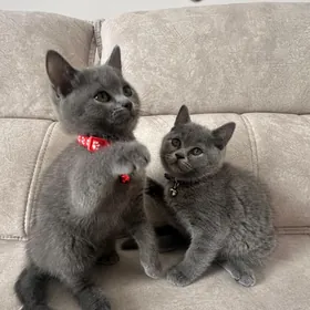 Британские котята