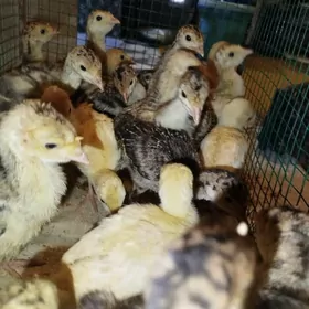 ИНДЮК ЖУЙЖЕ