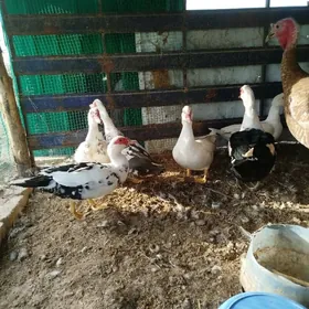 ОРДЕК МУСКУС